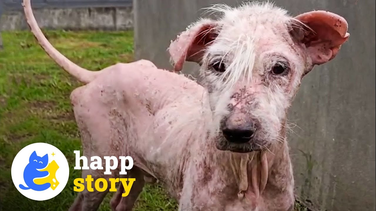 Witnessing Dog Miracles at Furry Luck Rescue! 🐶 | HAPP ...