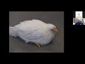 Common poultry diseases