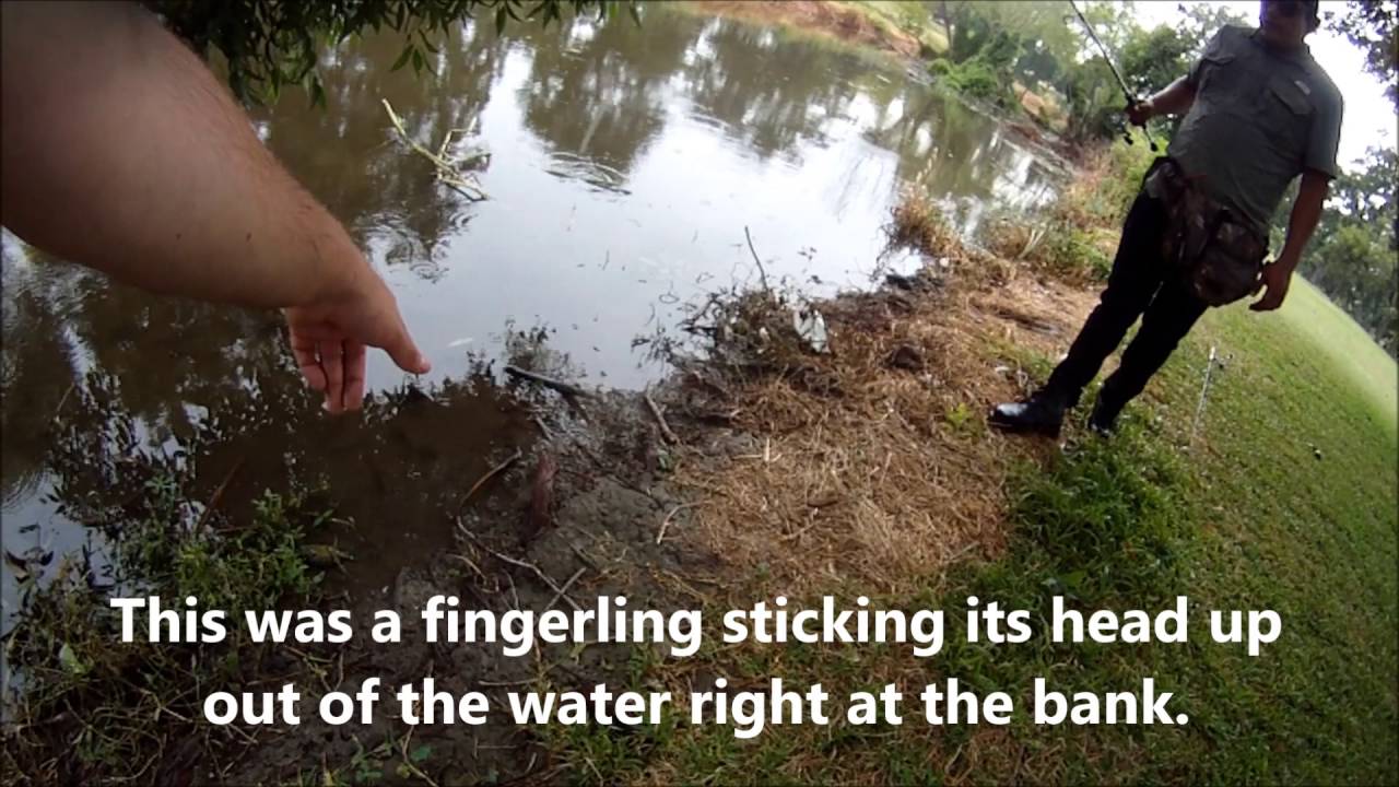 Something is Killing All the Fish at Espada Park - 7/26/2016