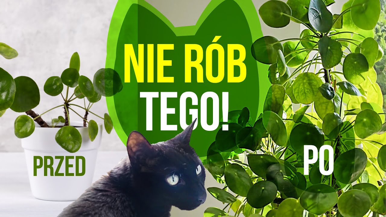 Pieniążek. Nie rób mu tego!