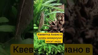 Креветка Амано в моëм аквариуме носит икру, может попробовать развести? #aquarium #аквариум