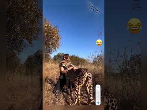 قالتله يا نموري طبعا انت عارف لو انت كان حصل فيك ايه  اكسبلور  ضحك 