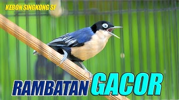 Masteran Handal !! RAMBATAN GACOR cocok buat masteran tembakan MURAI BATU