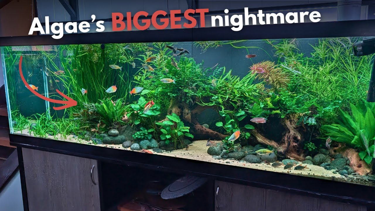 10 вещей, которые водоросли ненавидят (и которые любят ваши растения)