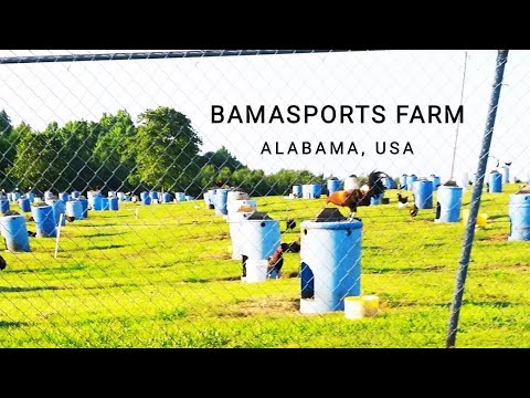 BAMASPORTS FARM || beautiful farm in Alabama, USA