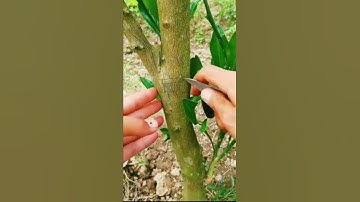 What to do if the fruit branches are sparse?  Use this Grafting method satisfying #short #satisfying