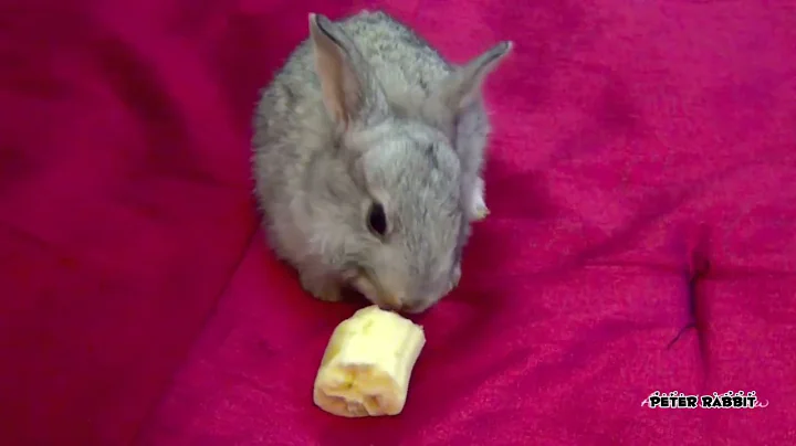 My Flemish Giant Rabbit Peter LOVES Bananas 🍌🐰