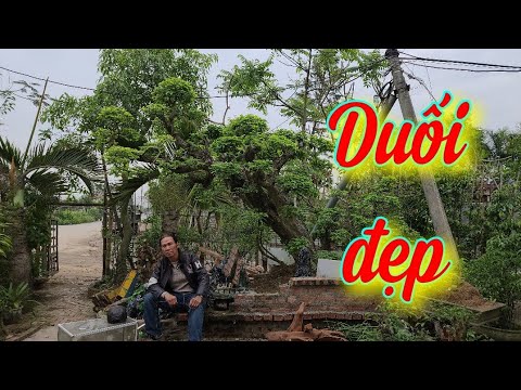 Video SH.5952. Cặp Duối đẹp vườn cảnh Phạm văn Vinh Quận... - youtube