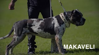 Meet Two Heavy Hitters From Notorious X Kennels