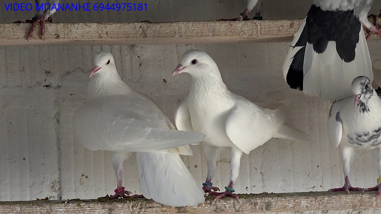 ΦΟΥΛΗΣ Ο ΓΕΛΑΔΑΡΗΣ ΜΠΑΛΙΑΚΑΣ ΚΑΙ ΜΟΝΟ ΛΑΡΙΣΑ 2019-20