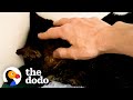 Cat Who Wouldn't Show His Face Is A Cuddlebug Now | The Dodo Foster Diaries