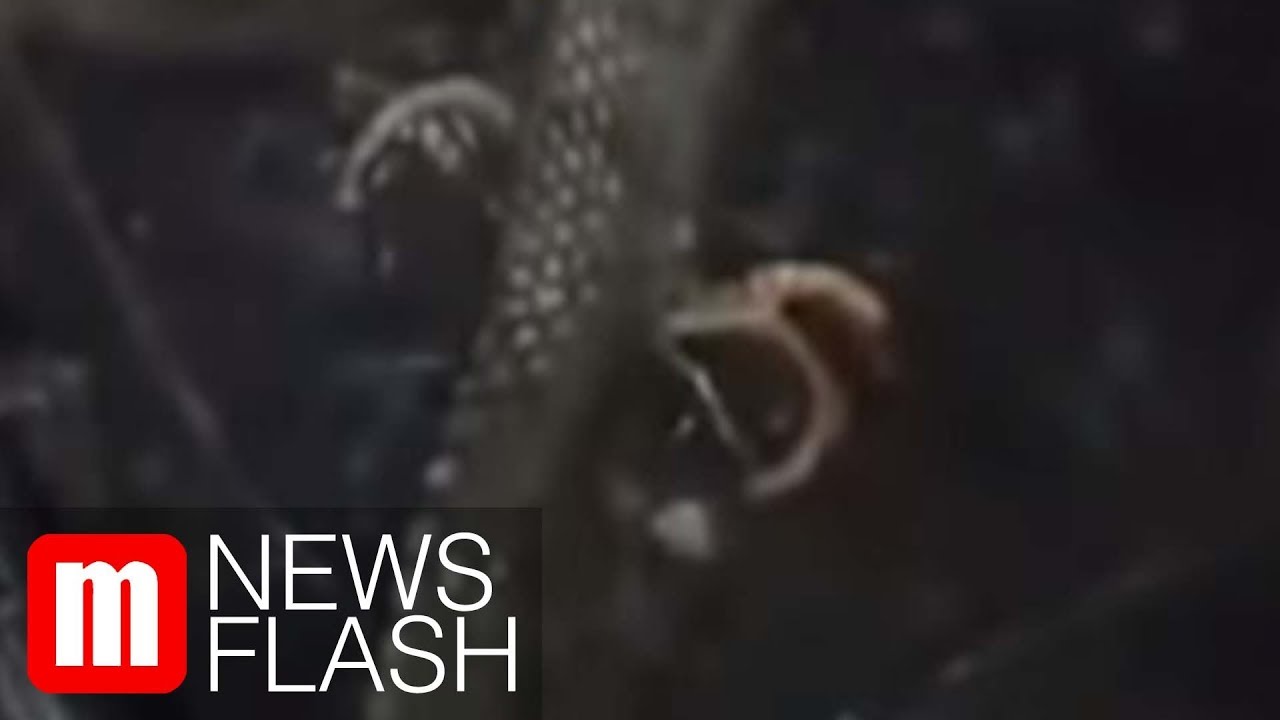 Begini Kondisi Ular Berkaki Yang Terbakar Di Hutan Riau