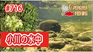 岐阜の魚たちと出会う！小川の水中を覗いてみたら・・・