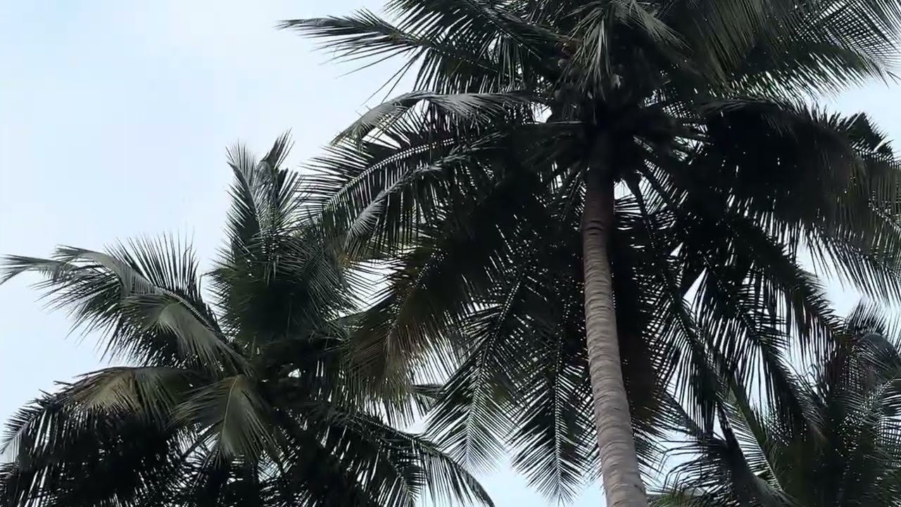 6379170190 திண்டுக்கல் மாவட்டம் கன்னிவாடியில் 12.75 ஏக்கர் தென்னந்தோப்பு விற்பனைக்கு#agri#land 