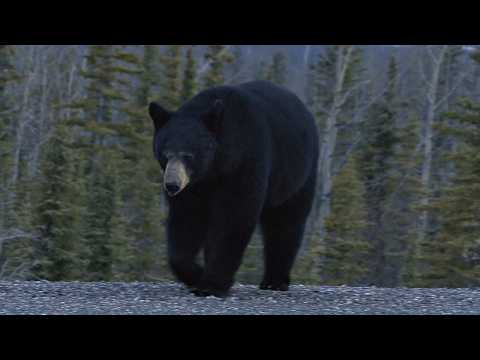 Colorado recording high number of bear encounters this year: officials