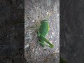 #animal #insects #nature                    Araignées, Scarabée, Sauterelle...