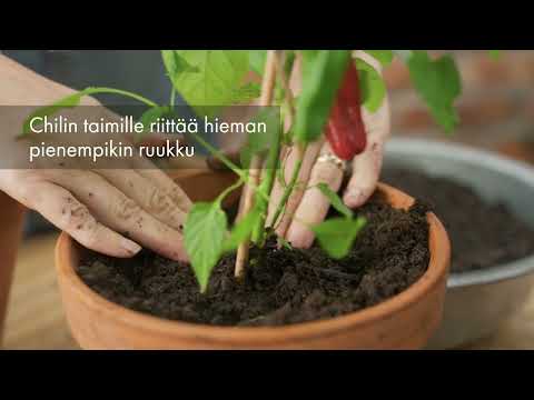 Video: Kehäkukkaiden istuttaminen tomaateilla – tomaattien ja kehäkukkakasvien yhteisviljelyn edut