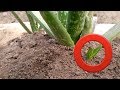 How to Encourage Aloe Vera Pups | Aloe Vera Ab 2 Months Main Pups De Ga