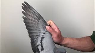 Meulemans 519