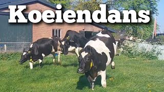 Koeiendans 2024, eindelijk is het zover! | Boer Gerrit vlogt