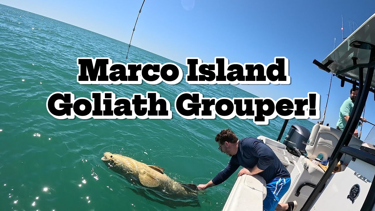 Catching Goliath Grouper! | Marco Island