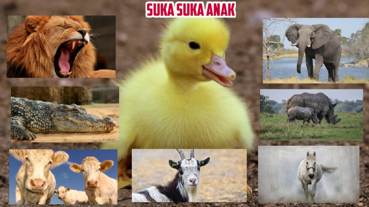 Mengenal Nama Hewan  dan suara  dalam bahasa Indonesia 