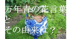 おもとの豊明園 Toyotaka Mizuno