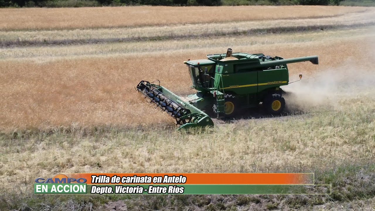 Excelente Trilla de Carinata en Antelo - Jordán Esterri