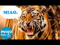 Top 10 ANIMALI MANGIAUOMINI Più LETALI Della Storia