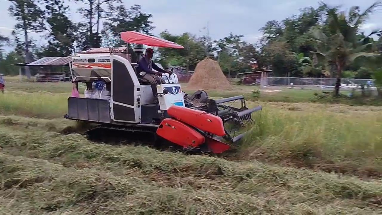 DC70 กระสอบ เกี่ยวข้าวแต่หญ้าเยอะ 