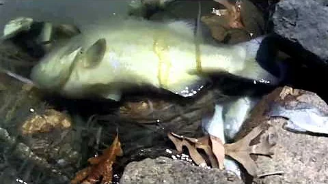 FISH KILL winter kill on Minnesota Lakes