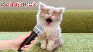 Приколы с котами! С ОЗВУЧКОЙ!-- СМЕШНЫЕ КОТЫ и собаки! самые СМЕШНЫЕ ЖИВОТНЫЕ 2023!