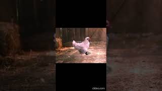 Hezbollah Vs Chicken Be Like