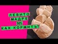 Закваска левито мадре для хлеба: как кормить? [50% влажности]