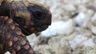Barbados geographic