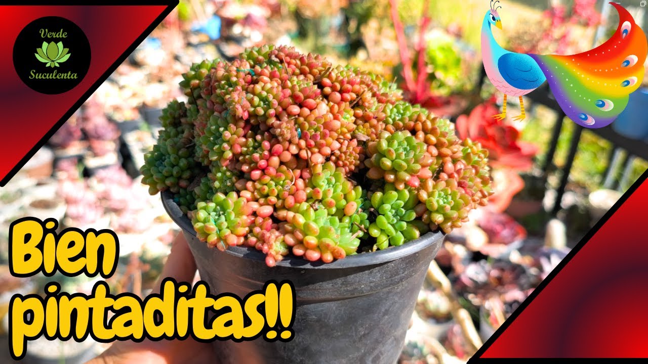 Vamos a ver plantitas bien pintaditas con el viento frío de Tlaxcala.🌺❤️🌱