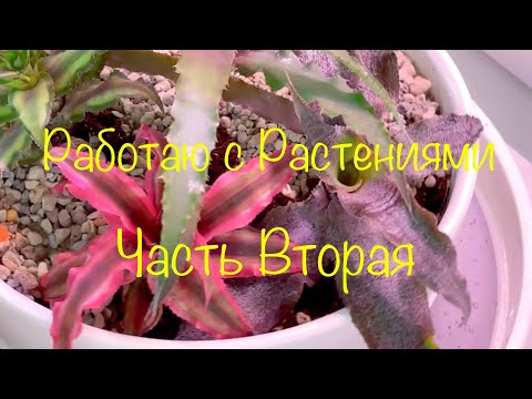 Работаю с Растениями ( Часть Вторая)#криптантусы#кодиум#эпифиллум