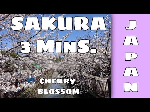 Video: Waarom Sakura 'n Simbool Van Japan Is