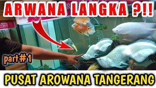 UPDATE TERBARU IKAN ARWANA,PREDATOR,TANKMATE DI PUSAT ARWANA TANGERANG | part 1