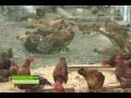 MNA SASSO CHICKEN EPISODE 02/28/09 Part 1