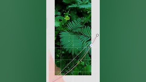 Leaf Editing With Snapseed | Snapseed Edition