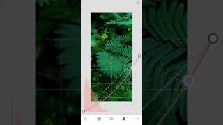 Leaf Editing With Snapseed | Snapseed Edition screenshot 4