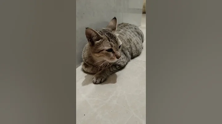 Watch the video about #music #cover #live #cat #cuteanimal #cutecat #cute #kitten #funny #shorts #short #shortvideo #fun