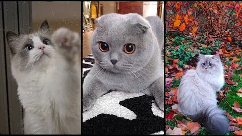 Watch the video about The Amazing and beautiful cat , Ragdoll and Scottish fold cats