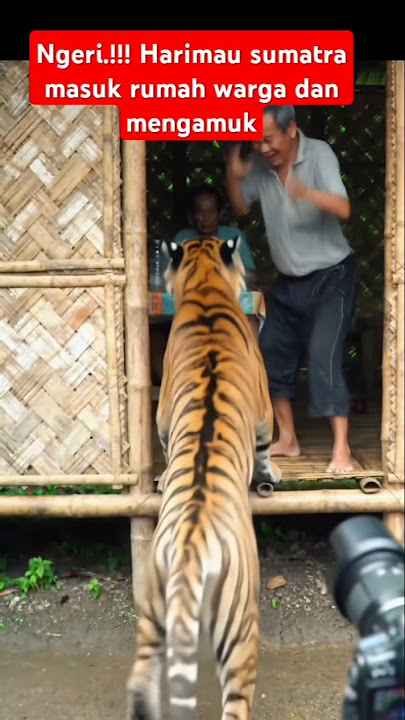 viral.!!! HARIMAU sumatra masuk rumah warga #tiger #animals #harimausumatra #macan #harimau #viral