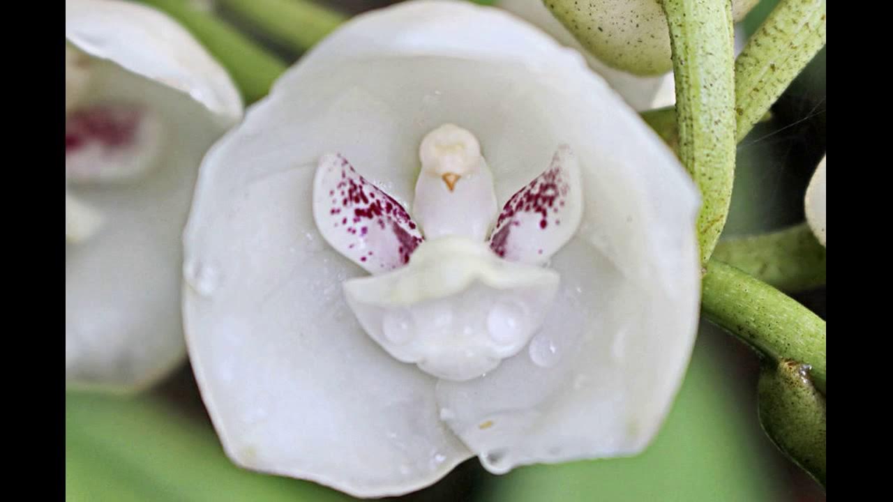 Ком цветы похожие на. Перистерия Орхидея. Перистерия Крылатая Орхидея. Орхидея "Святой дух" (peristeria elata). Орхидея бразильская Крылатая Перистерия.