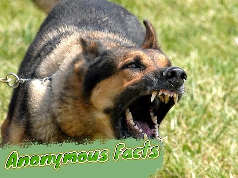 10 ყველაზე ერთგული ძაღლის ჯიში