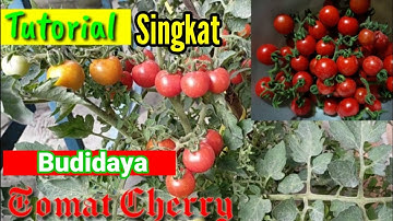 CARA BUDIDAYA TOMAT CHERRY || Cherry tomatoes