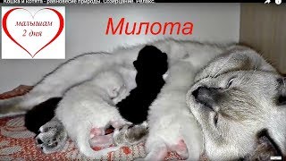 Кошка и котята - равновесие природы. Созерцание. Релакс. Кошка и котята - равновесие природы. Созерцание. Релакс.