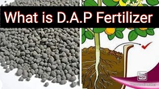 What is DAP Fertilizer And How to Use DAP in Plants ( Hindi)